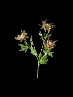 Chardon artificiel