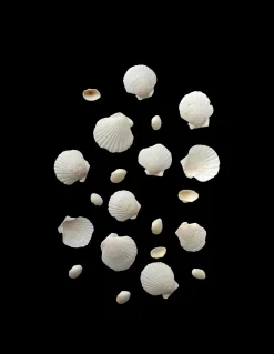 Coquillages