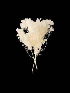 Fleurs d’hortensia séchées
