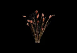 Fleurs séchées mélangées