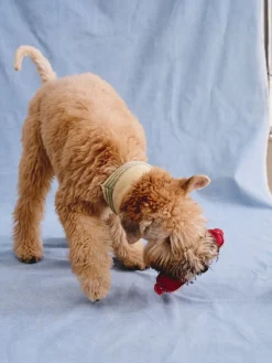 Foulard pour chien