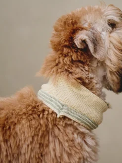 Foulard pour chien