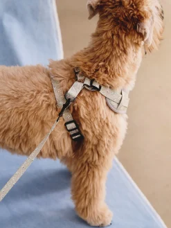 Harnais pour chien