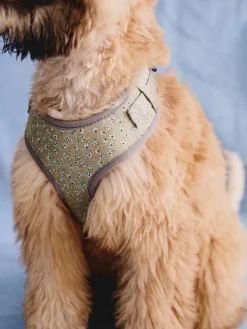 Harnais pour chien