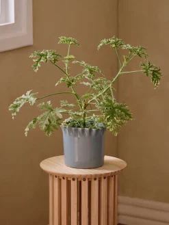 Pot de fleurs