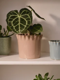 Pot de fleurs
