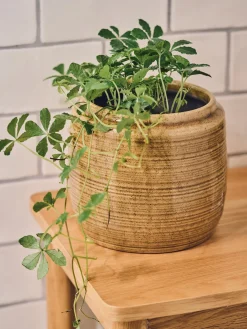 Pot de fleurs