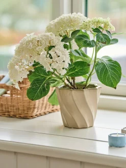 Pot de fleurs