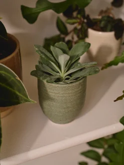 Pot de fleurs