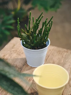 Pot de fleurs