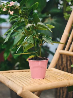 Pot de fleurs