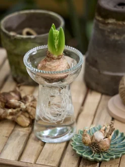 Vase pour jacinthe